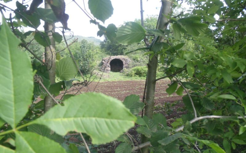 OLYMPUS DIGITAL CAMERA ( , Undefined, 12