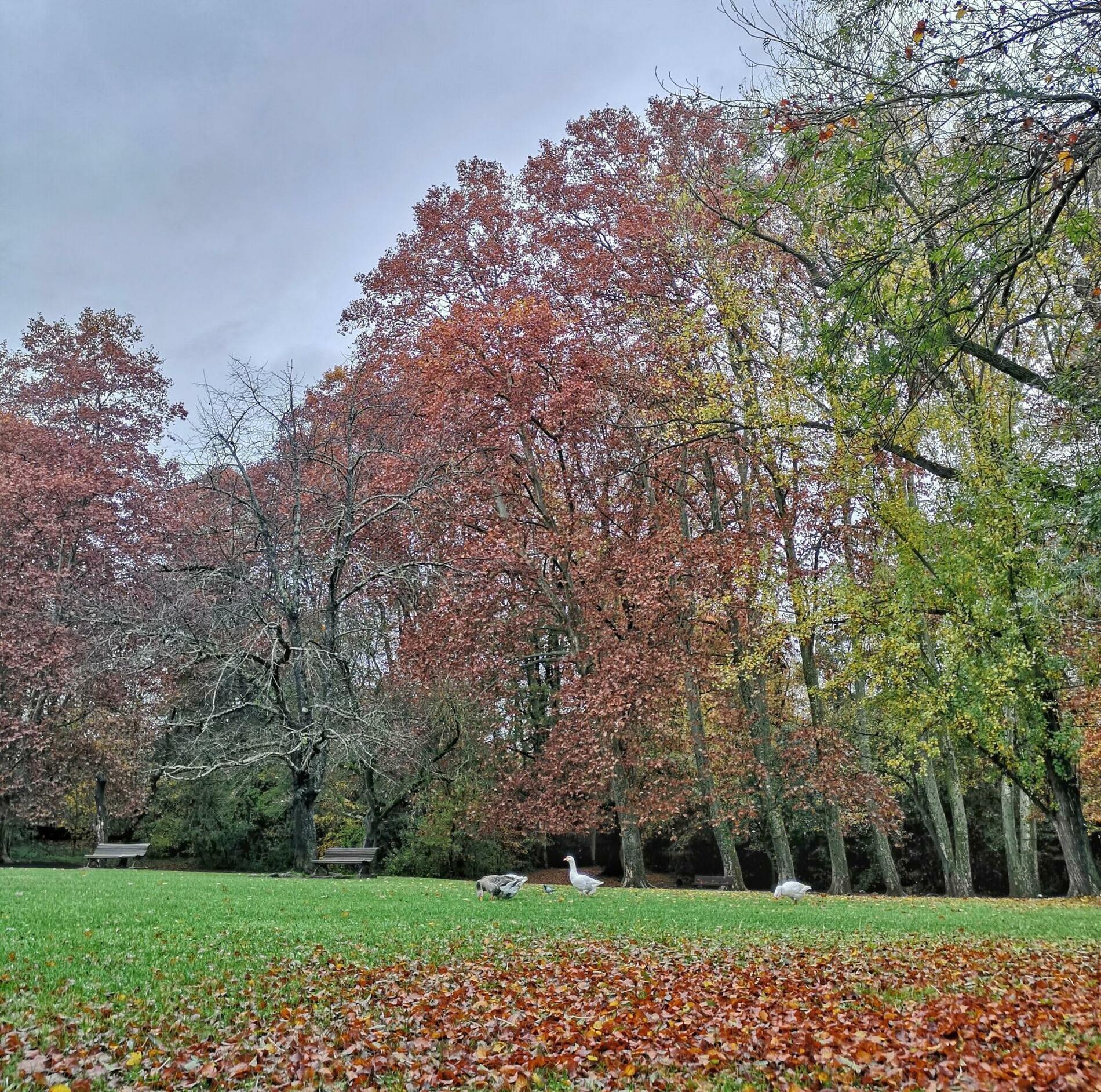 el parc nou d'Olot