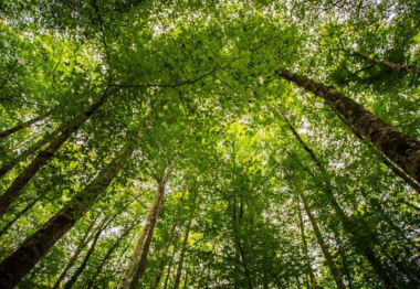 d'olot a la fageda d'en jordà