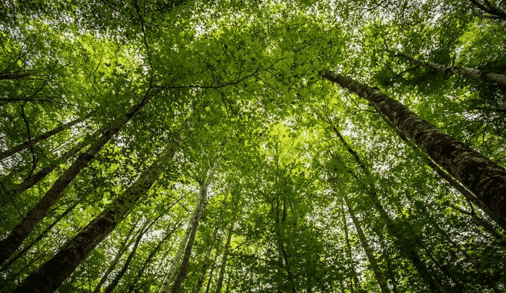 d'olot a la fageda d'en jordà