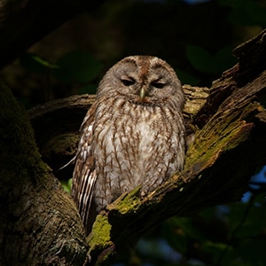 Strix_aluco_300x300woo