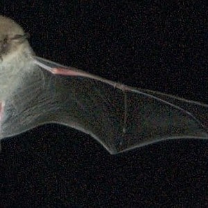 XN_Myotis_Nattereri_96_300