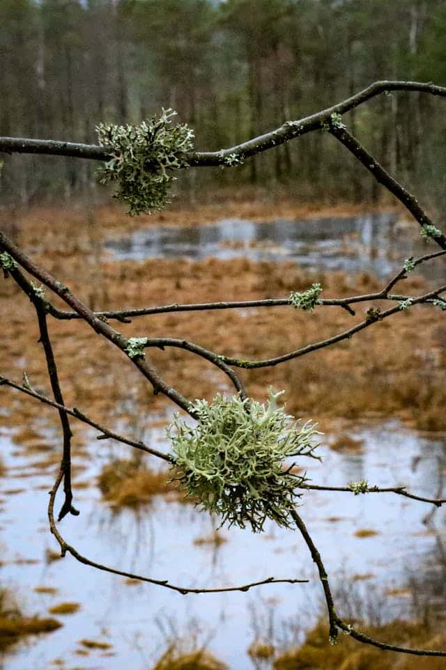 Aiguamolls de la moixina